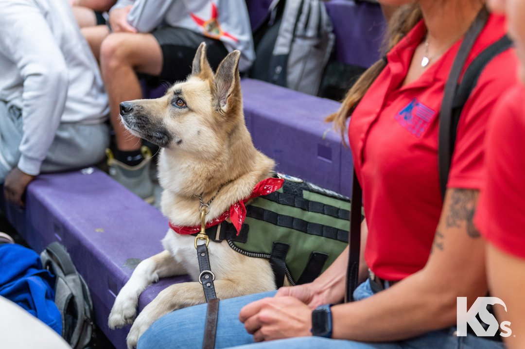 adorable german shepherd service dog