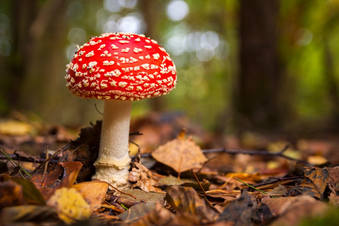 amanita muscaria growing in an autumn forest