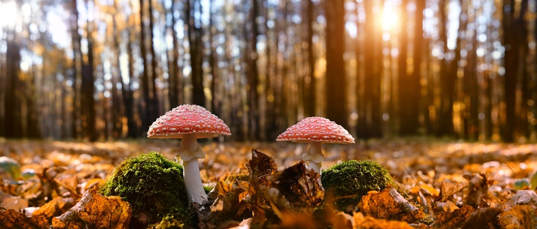 amanita muscaria in autumn woods