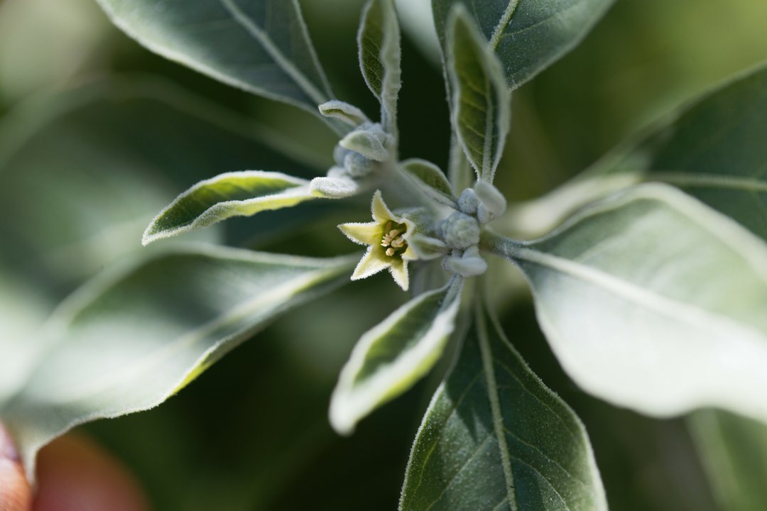 Ashwagandha (Withania somnifera) plant leaves