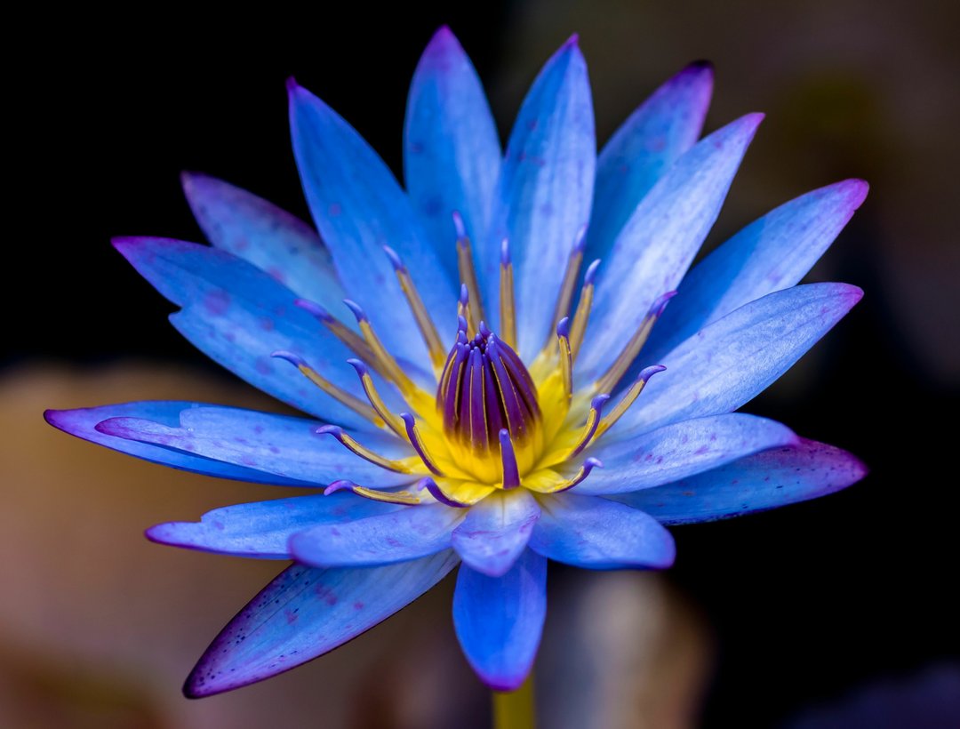 beautiful blue lotus flower