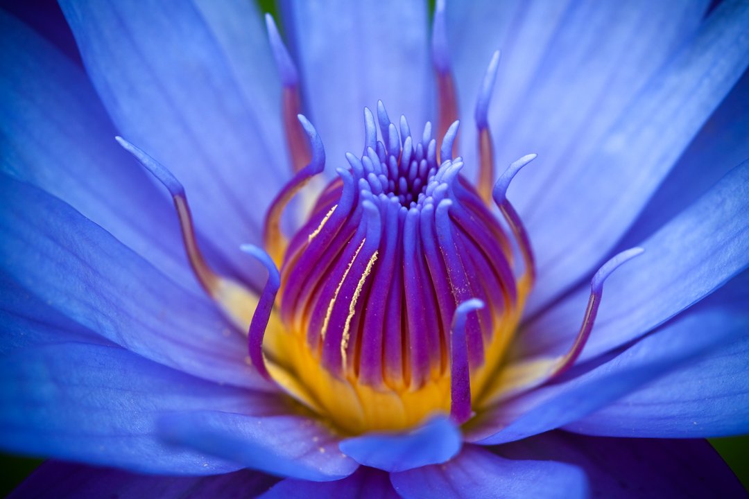 close-up of a blue lotus lily