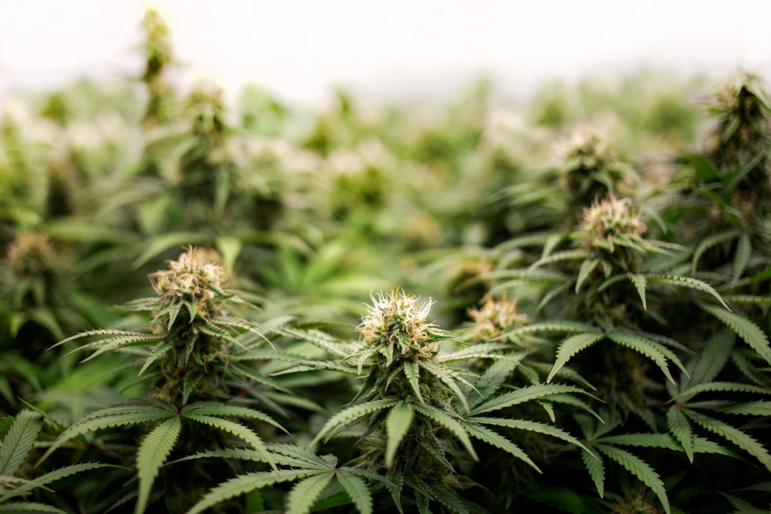 cannabis plants at a farm