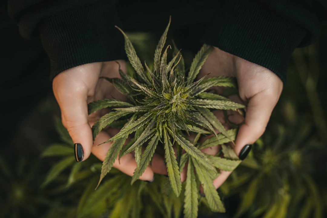 holding cannabis flower