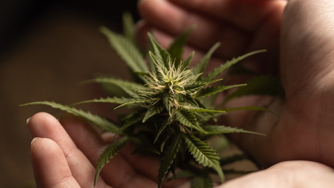 close-up of a cannabis bud in palms