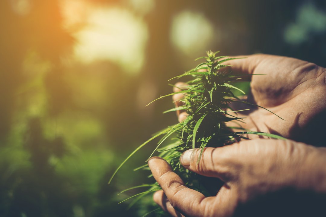 hands holding cannabis bud