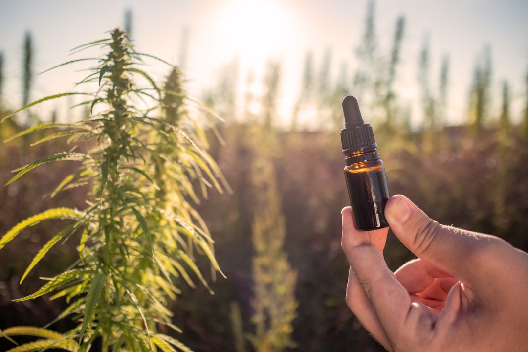 Hand holding a cannabis tincture dropper bottle between hemp plant flowers for oil production, close up shot.