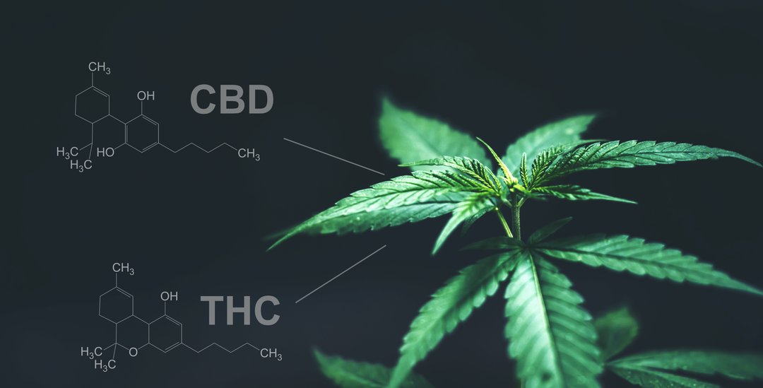 CBD and THC chemical structures drawn beside a hemp plant.