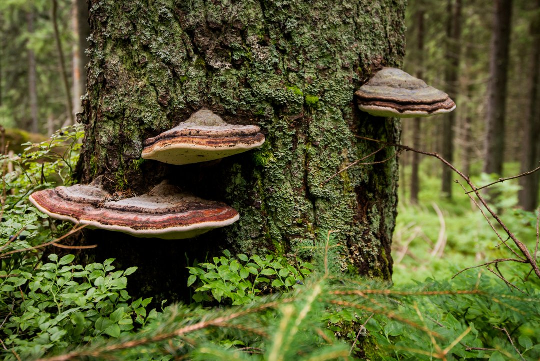 Chaga Mushroom growing on a tree trunk with moss