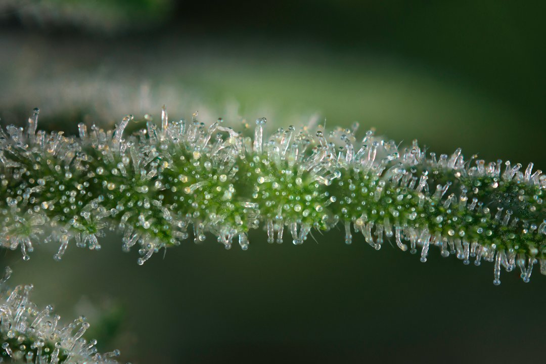 close-up of trichomes on a cannabis plant