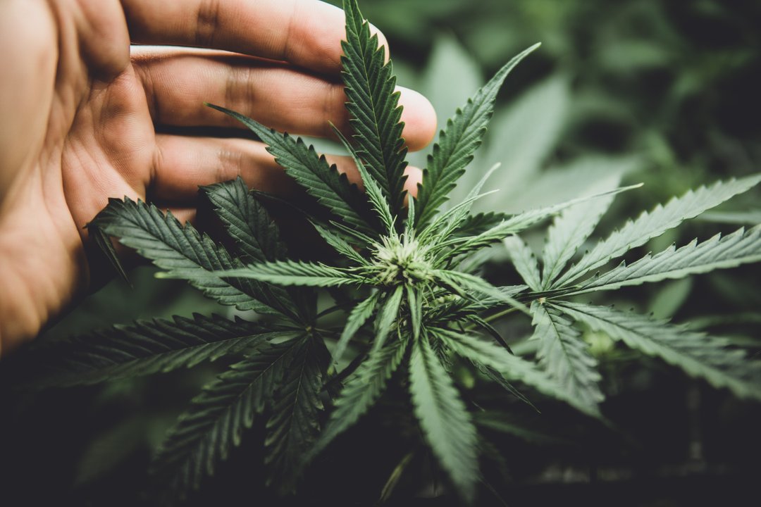 hands holding a cannabis flower