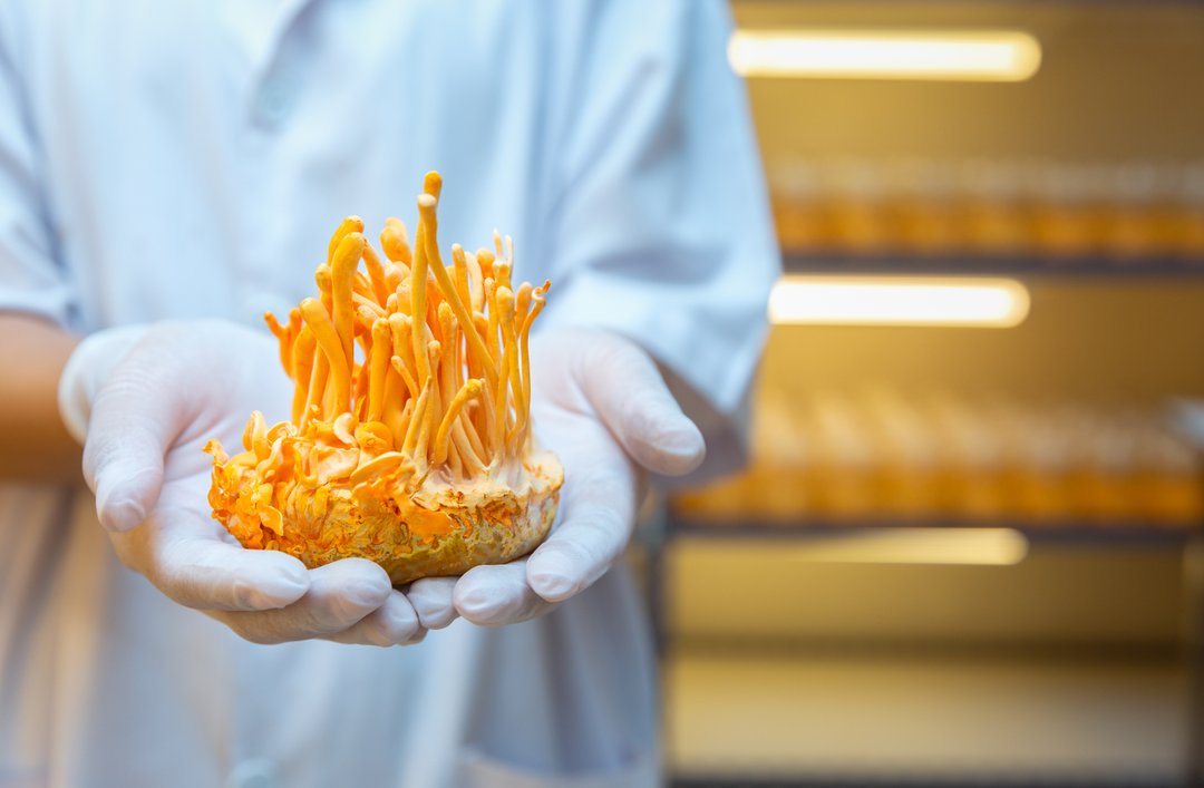 Cordyceps mushroom held in hands of scientist