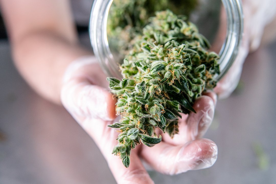 hands pulling cannabis bud out of jar with gloves on