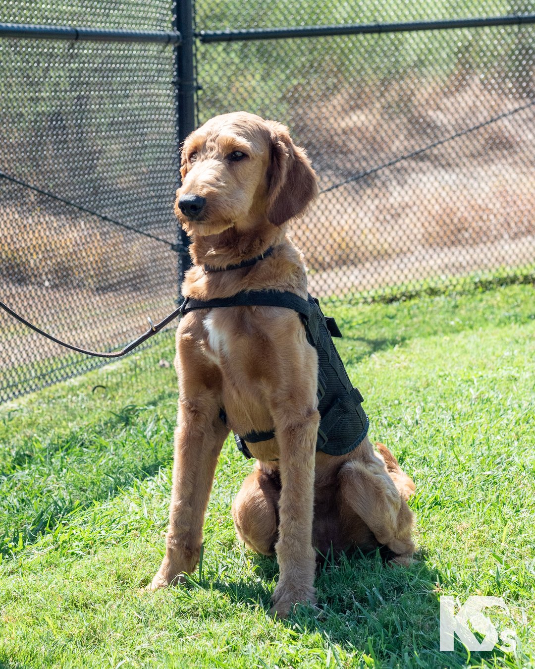 service dog sitting obediently