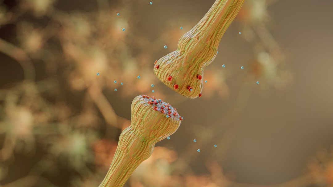 neurotransmitter release mechanisms. Neurotransmitters are packaged into synaptic vesicles transmit signals from a neuron to a target cell across a synapse.