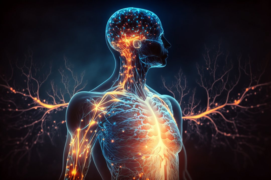 an illustration of the endocannabinoid system: lit up nerve receptors throughout the body