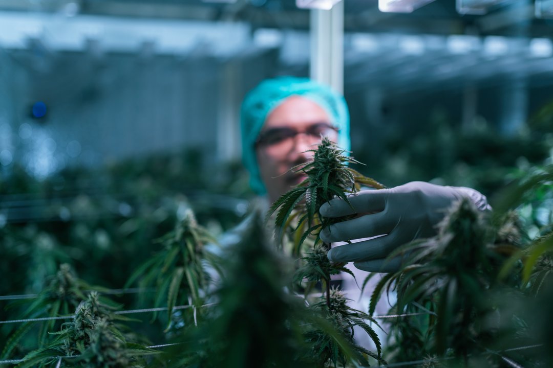 cannabis researcher holding a flower bud