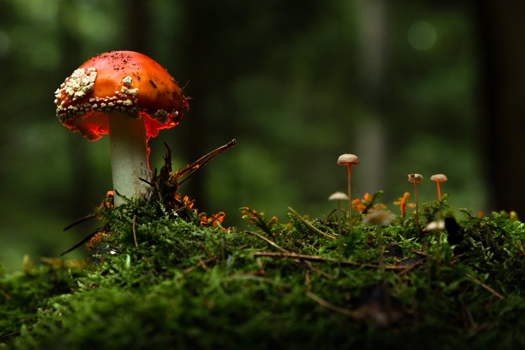 Fly agaric or Fly amanita (Amanita muscaria) is a basidiomycete of the genus Amanita.