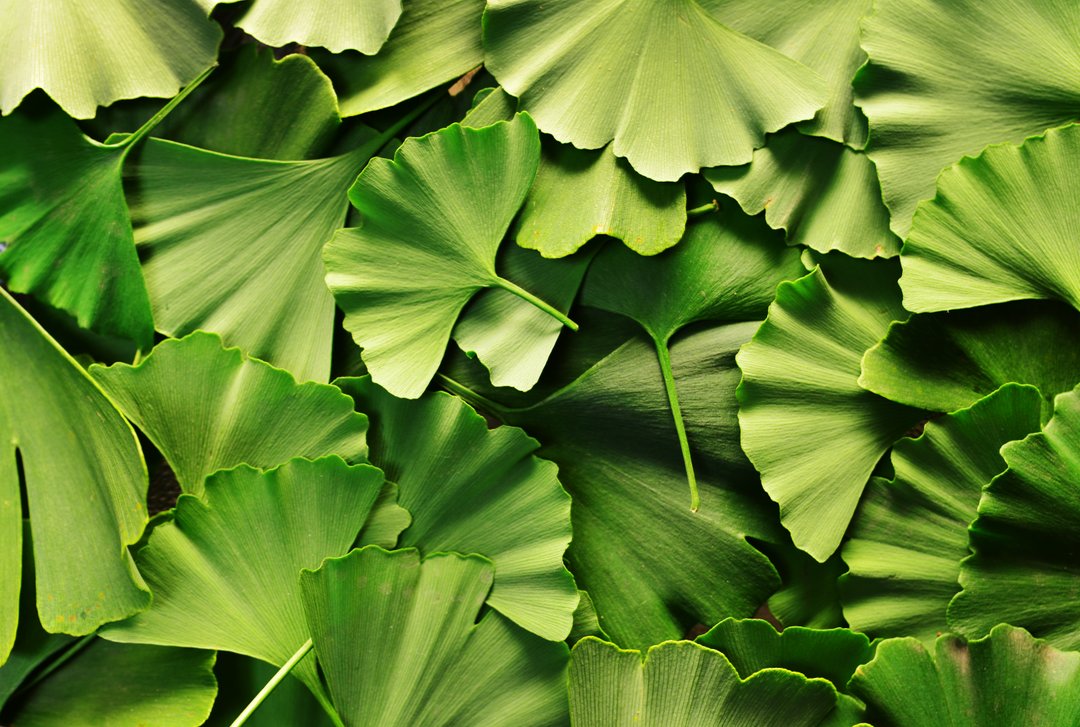 Ginkgo (gingko biloba) plant leaves