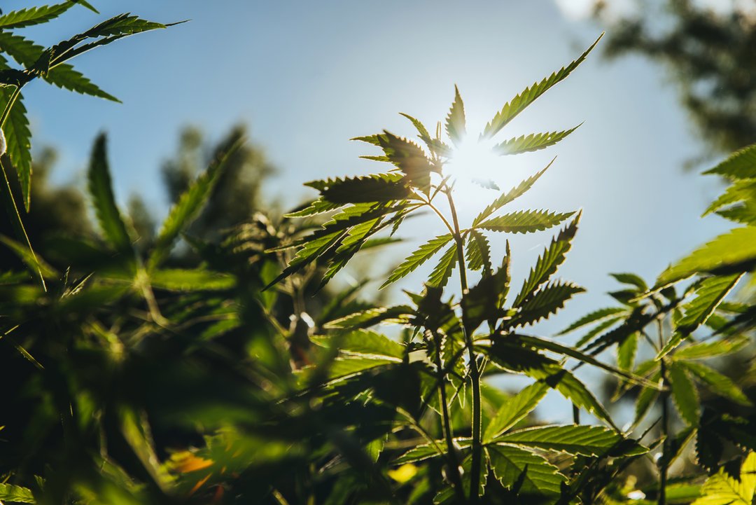 hemp plant growing with sunlight behind