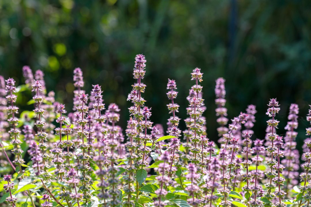 field of holy basil flowers