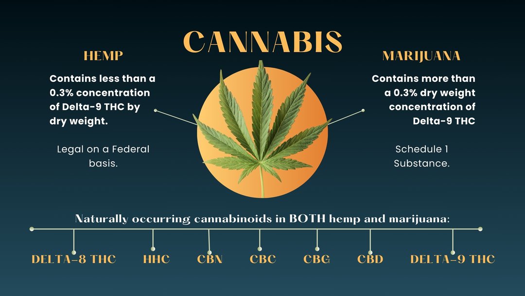 infographic explaining hemp vs marijuana