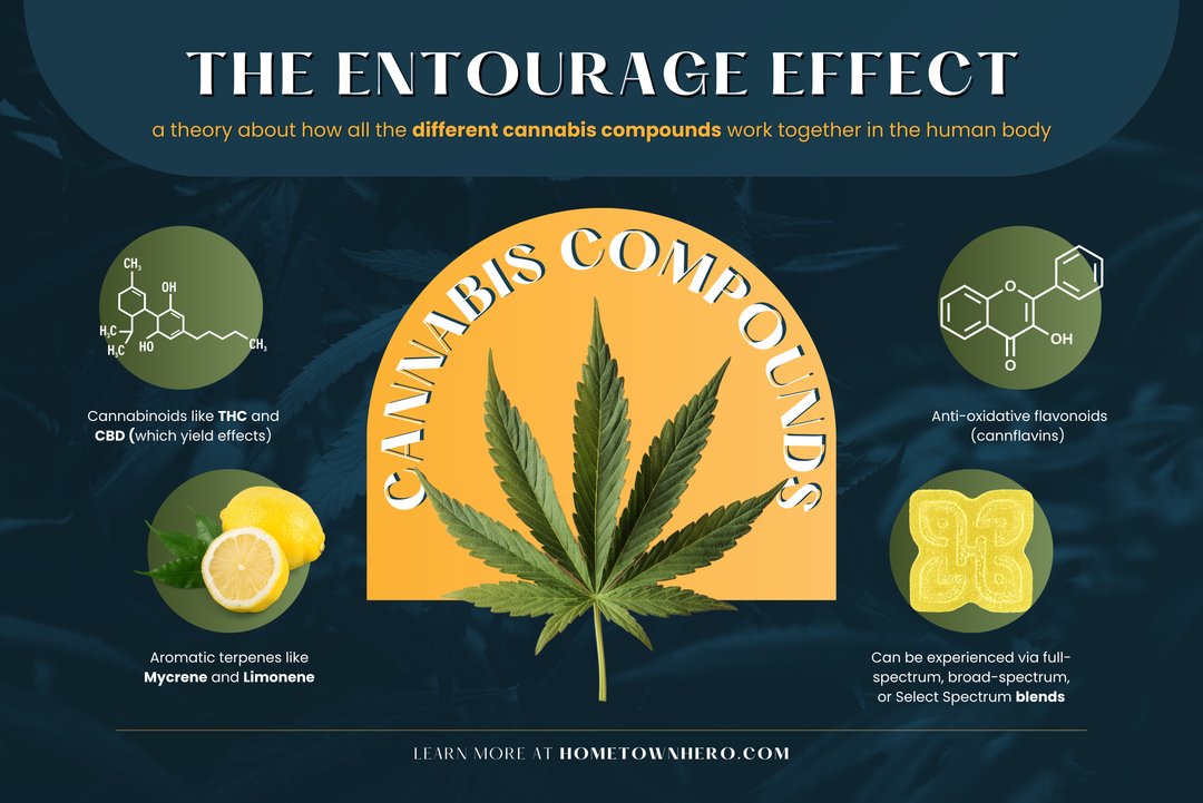 infographic explaining the entourage effect