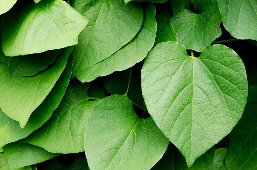 kava kava plant leaves up close