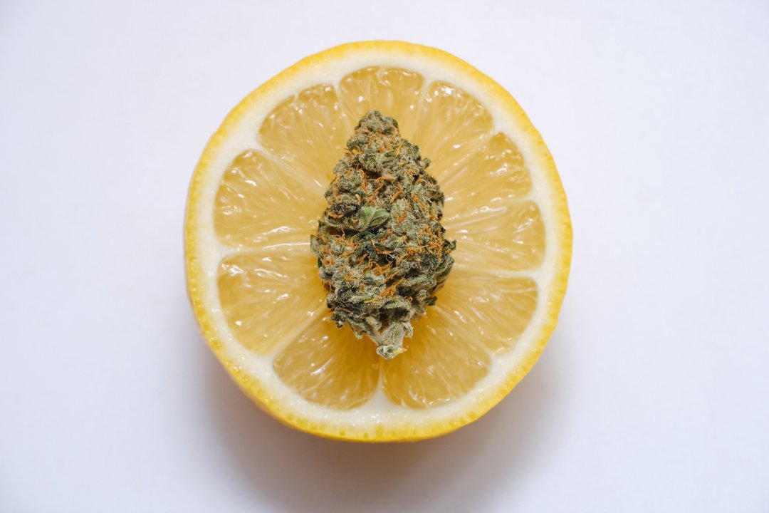 lemon and cannabis bud limonene terpene