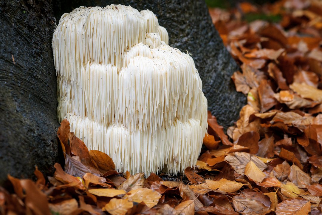 Lion's Mane (Hericium erinaceus) mushroom