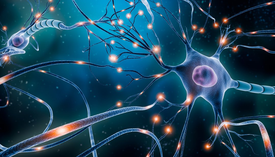 neural network of transmitters and receptors