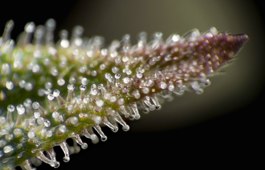 non-glandular trichomes on a cannabis plant