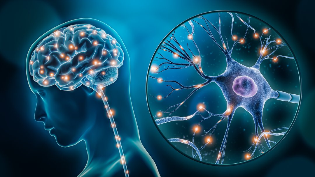 Human brain stimulation or activity with neuron close-up 3D rendering illustration. Neurology, cognition, neuronal network, psychology, neuroscience scientific