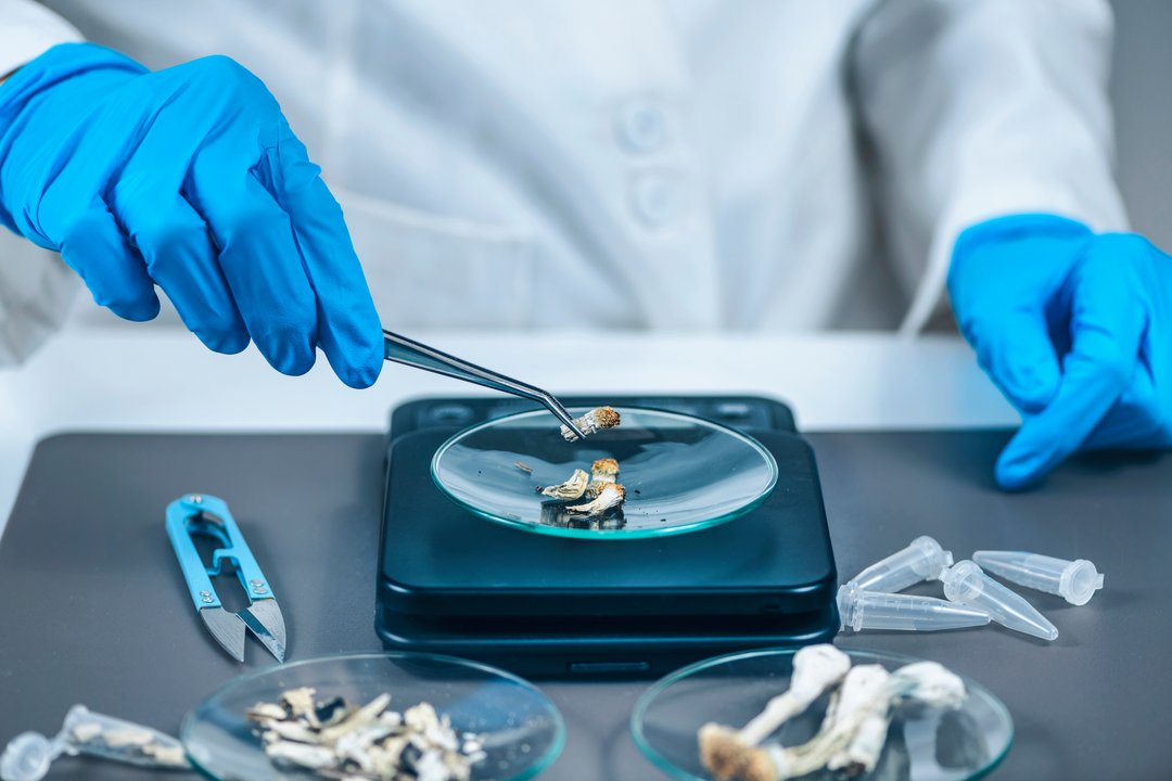 scientist investigating mushrooms compounds in a lab