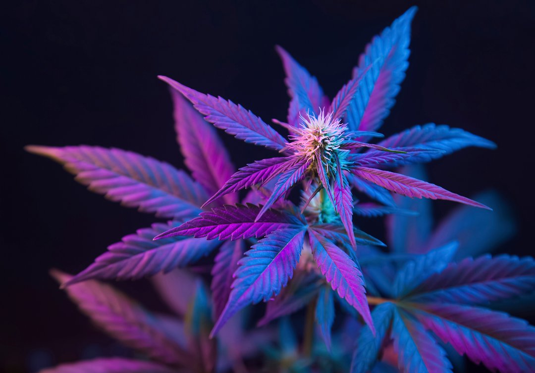 Cannabis with purple leaves isolated on a black background. Flowering marijuana with vibrant foliage and bud flower