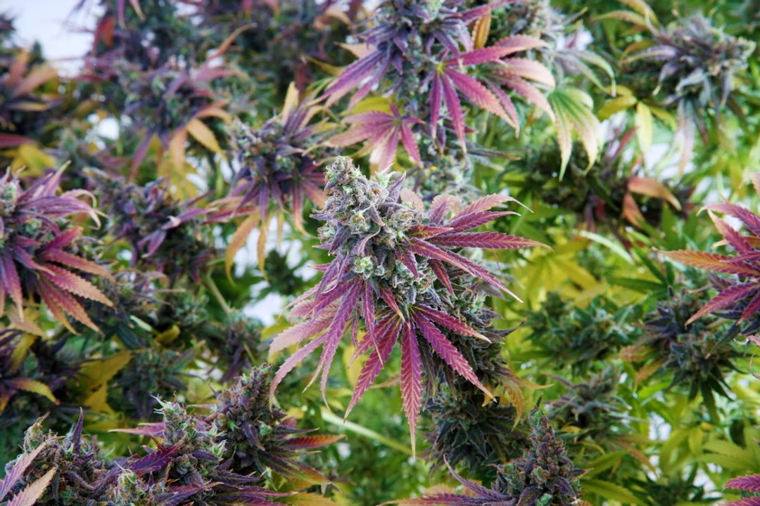 beautiful purple leaves on a cannabis plant