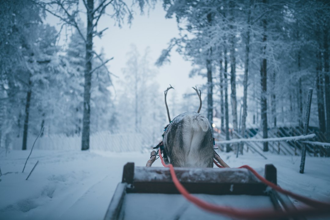 reindeer in finland