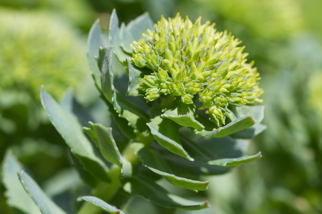 Rhodiola (Rhodiola rosea) plant