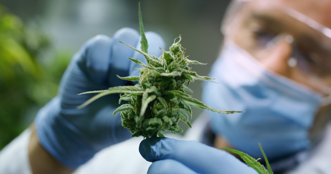 scientist investigating cannabis bud