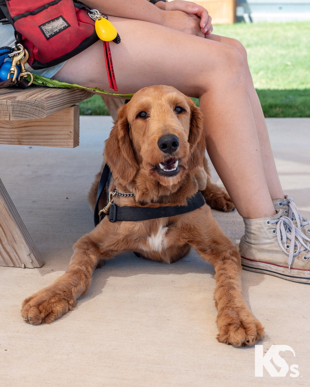 adorable service dog laying down