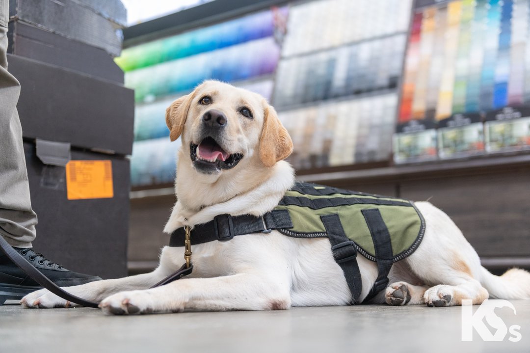 adorable white labrador service dog