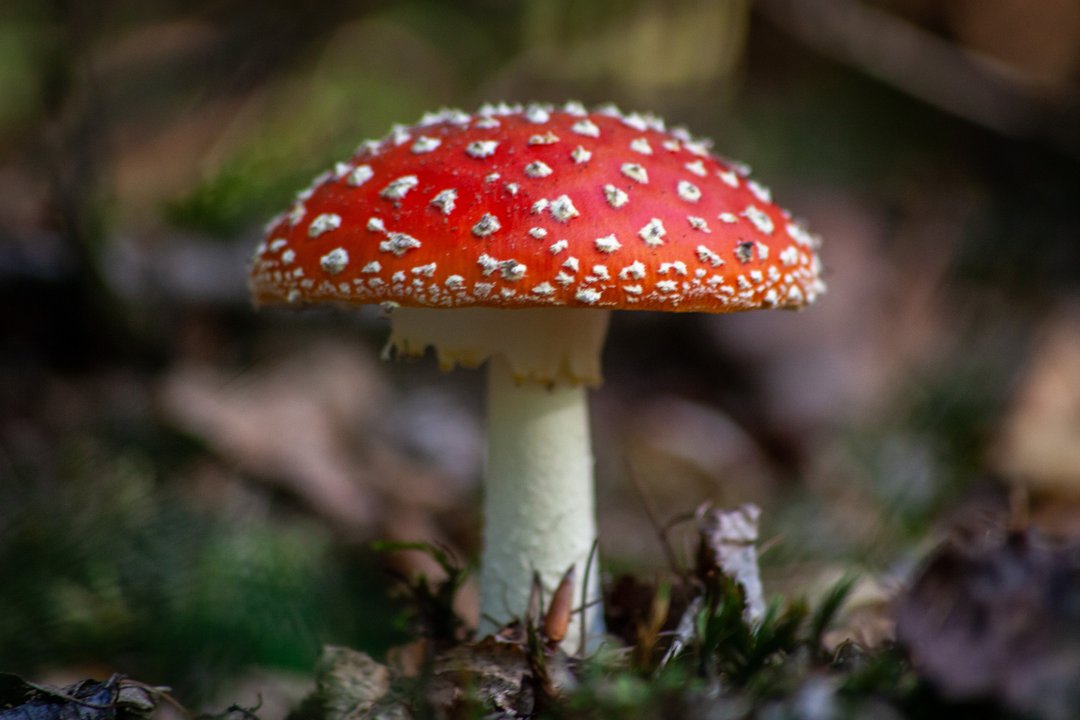 amanita muscaria mushroom growing in a forest