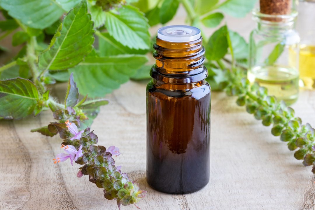 A bottle of tulsi essential oil with fresh tulsi, or holy basil plant