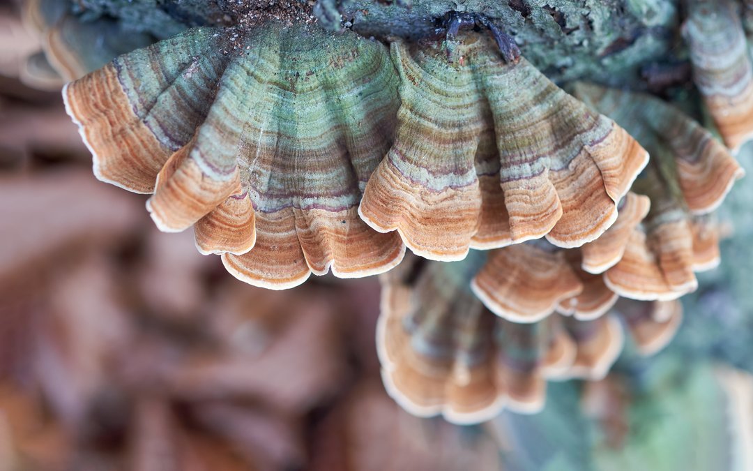 Turkey Tail Mushroom