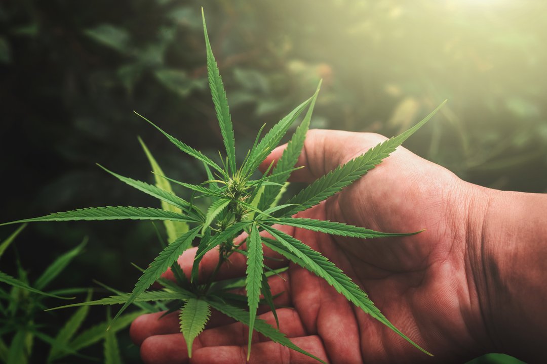 holding cannabis flower