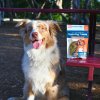 dog next to chicken cbd dog treats