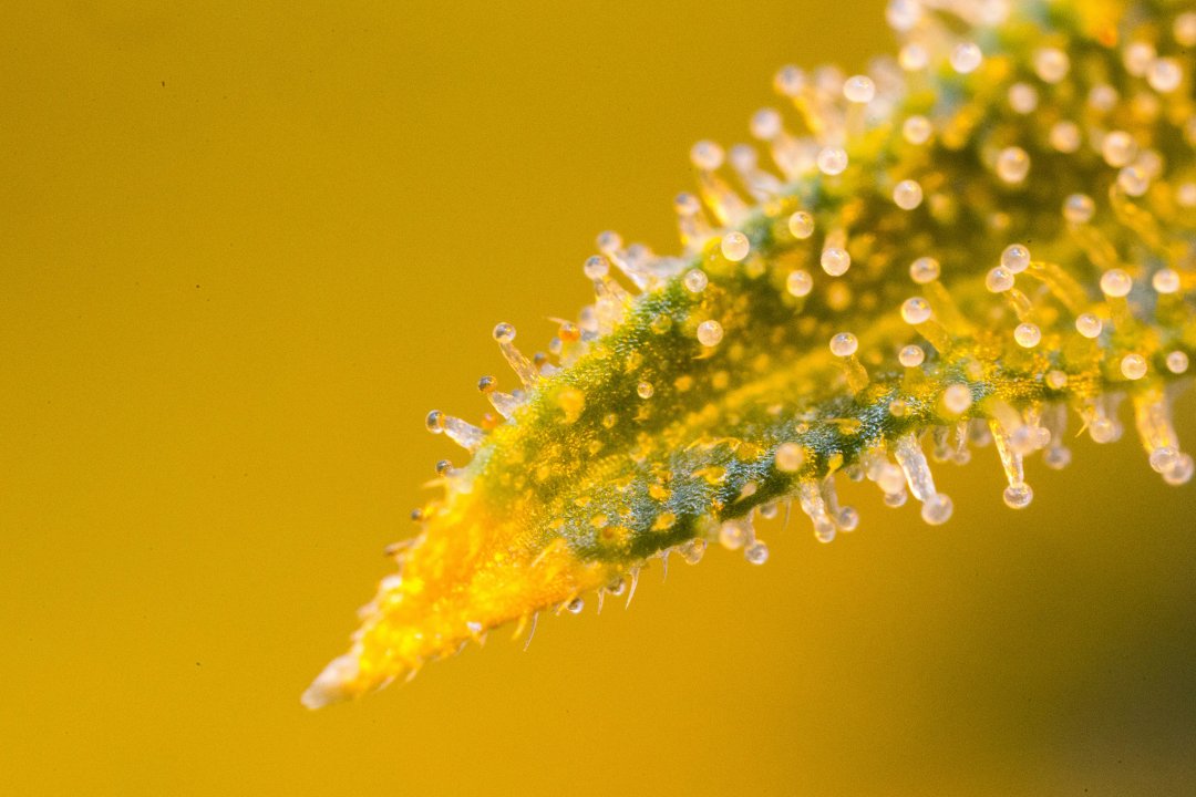 cannabis trichomes