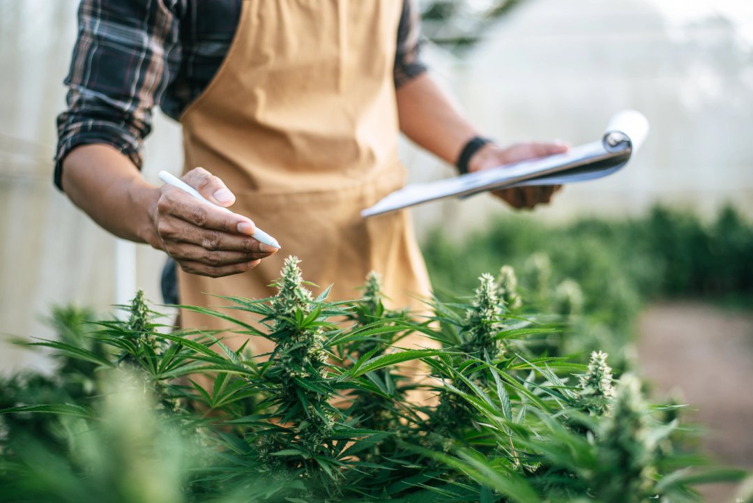 hemp farmer inspecting cannabis buds