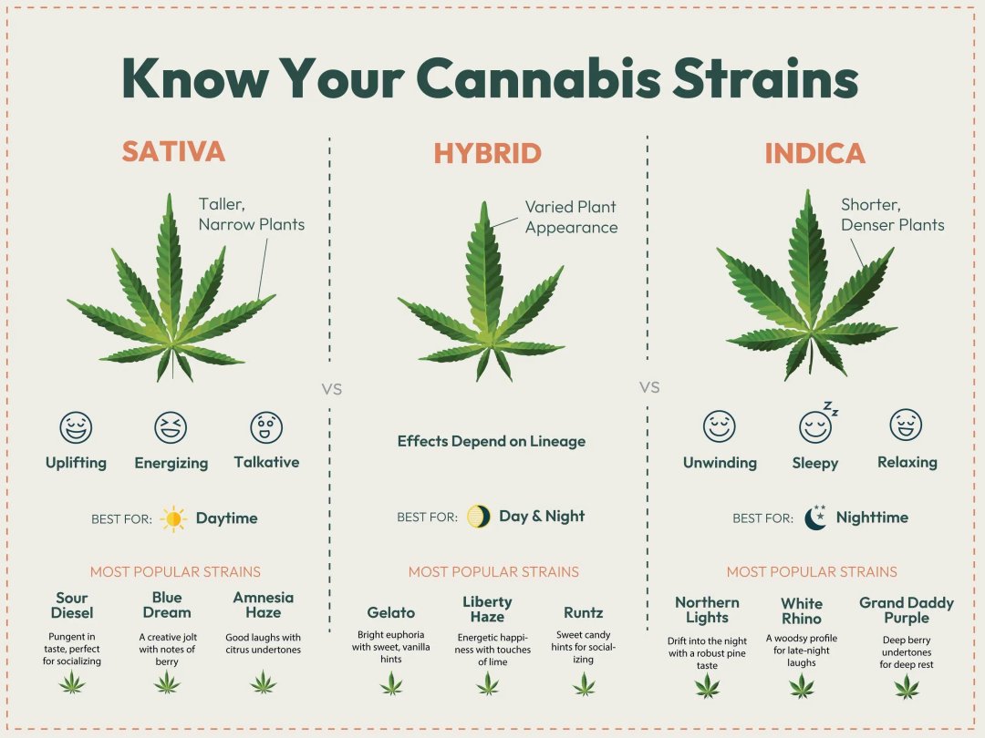 Indica vs Sativa vs Hybrid Cannabis strains compared on an infographic chart.