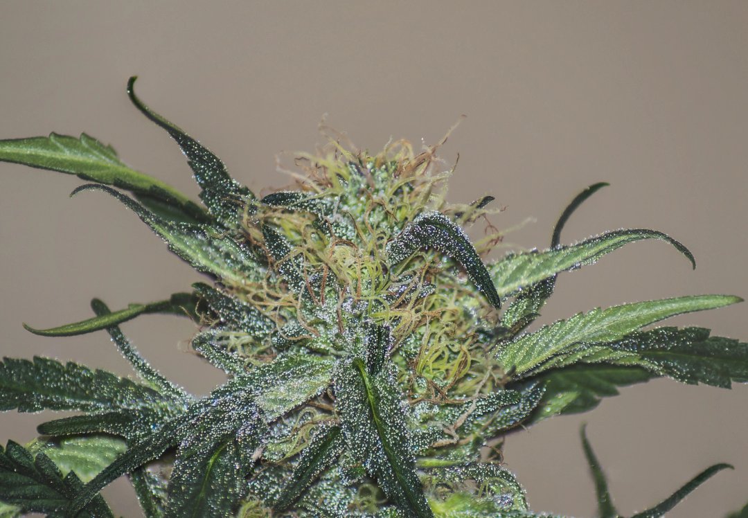 white widow cannabis flower closeup